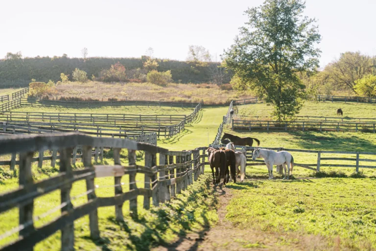 Equine & grazing agreements